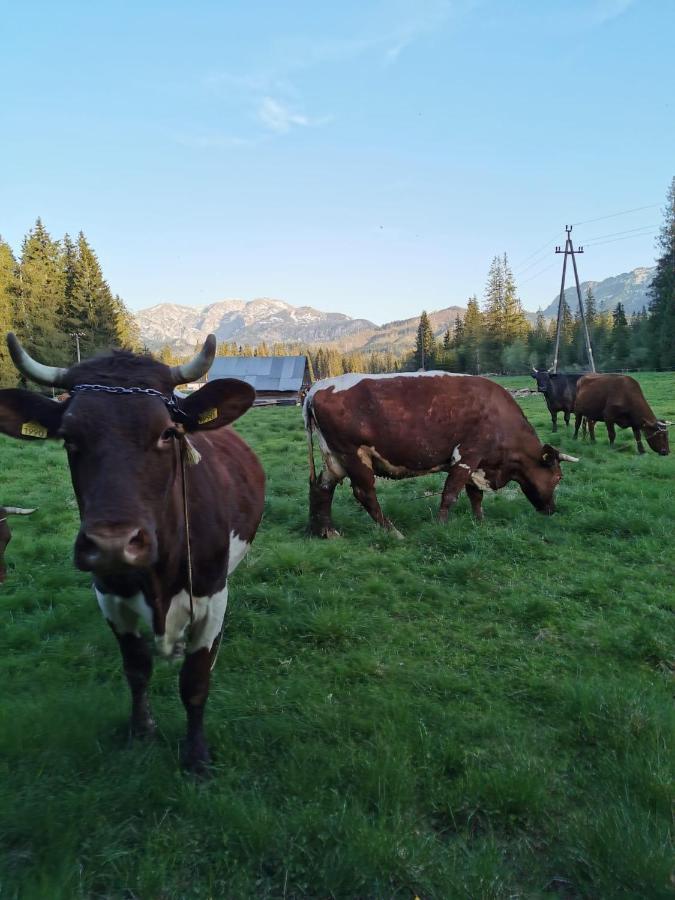 Domek Drewniany Szafran Witów Exteriör bild